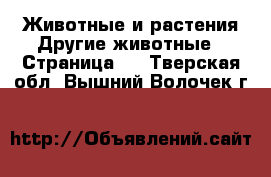 Животные и растения Другие животные - Страница 3 . Тверская обл.,Вышний Волочек г.